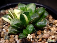 수금 56- : 하월시아 - 엑스플랜트