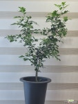 [오렌지자스민] J0122 -동일품 배송- 높이75cm 폭40cm : 공기정화식물 - 엑스플랜트