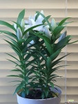 [르네브 백합] 노지월동 J0125 -동일품 배송- 높이 55cm 폭 40cm : 야생화 - 엑스플랜트