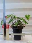 [필로덴드론 글로리오섬] J0131 -동일품 배송- 높이40cm 폭35cm : 공기정화식물 - 엑스플랜트