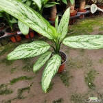 아글라오네마 실버 킹 실버 퀸 소품49 꽃비종합원예 : 관엽식물 - 엑스플랜트