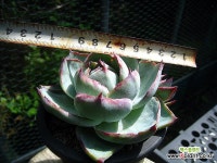 카시오적금중품0730 : 다육금 - 엑스플랜트