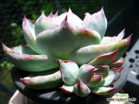 카시오적금중품0730 : 다육금 - 엑스플랜트