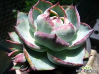 카시오적금중품0730 : 다육금 - 엑스플랜트