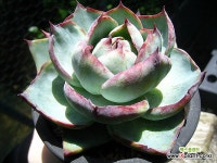 카시오적금중품0730 : 다육금 - 엑스플랜트