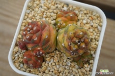 모나데니움 리치아이금 Monadenium ritchiei var. - 다육농장 멕시코 : 선인장 - 엑스플랜트