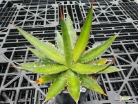 아가베 호리다 (agave horrida subsp. horrida) 04-95 : 아가베 - 엑스플랜트