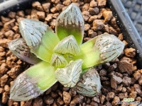 적염801 : 하월시아 - 엑스플랜트