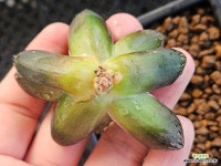 적염801 : 하월시아 - 엑스플랜트