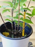[목수국 라임라이트] 전국노지월동 J0137 높이 55cm 폭 30cm : 야생화 - 엑스플랜트