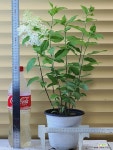 [목수국 라임라이트] 전국노지월동 J0137 높이 55cm 폭 30cm : 야생화 - 엑스플랜트