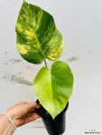 최상품 옐로우몬스테라 탑/동일품배송/높이 50 : 공기정화식물 - 엑스플랜트