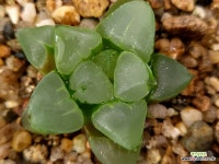 수정연필(소묘) 67-120 : 하월시아 - 엑스플랜트