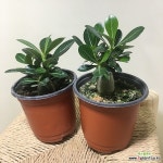 [진아플라워] (2개묶음) 귀요미 미니석화 068 화원 농원 : 공기정화식물 - 엑스플랜트 [진아플라워] (2개묶음) 귀요미 미니석화  068 화원 농원... 