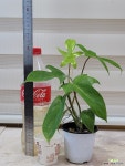 [필로덴드론 플로리다뷰티] J0152 -동일품 배송- 높이35cm 폭35cm : 공기정화식물 - 엑스플랜트