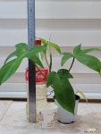 [필로덴드론 플로리다뷰티] J0153 -동일품 배송- 높이30cm 폭35cm : 공기정화식물 - 엑스플랜트