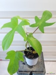 [필로덴드론 플로리다뷰티] J0154 -동일품 배송- 높이35cm 폭35cm : 공기정화식물 - 엑스플랜트