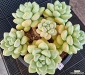 프리티우먼 : 다육식물 - 엑스플랜트