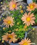 구절초-오렌지구절초 : 야생화 - 엑스플랜트