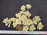 멘도사금 3-166 : 다육금 - 엑스플랜트