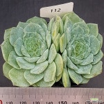 퓨어러브0813-112 : 다육식물 - 엑스플랜트