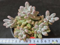 강남)진주미인 5 : 다육식물 - 엑스플랜트