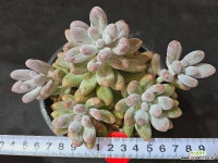 강남)진주미인 5 : 다육식물 - 엑스플랜트