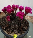 예쁜꽃 화은옥 : 선인장 - 엑스플랜트