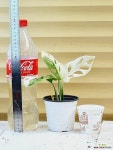 [무늬아단소니] J0165 -동일품 배송- 높이 22cm 폭 18cm : 공기정화식물 - 엑스플랜트