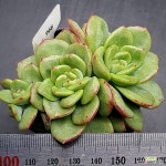 드라큐라철화0817-966 : 다육식물 - 엑스플랜트