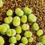 허니립스 Honey Lips 1두 랜덤발송 한선원 리톱스 농장 : 리톱스 - 엑스플랜트