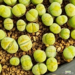 허니립스 Honey Lips 1두 랜덤발송 한선원 리톱스 농장 : 리톱스 - 엑스플랜트