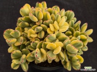 웅동자금 5-227 : 다육금 - 엑스플랜트