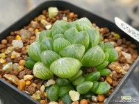 블랙자옵투샤 308-6989 : 하월시아 - 엑스플랜트