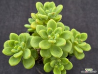 샹그릴라 스페셜 7-276 : 다육식물 - 엑스플랜트