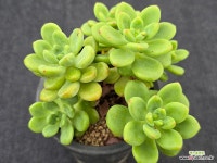 샹그릴라 스페셜 7-276 : 다육식물 - 엑스플랜트