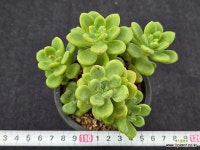 샹그릴라 스페셜 7-276 : 다육식물 - 엑스플랜트