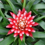 공기정화식물 - 엑스플랜트