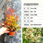 남천묘목(10cm 화분) 남천 나무모종 분경분재 : 야생화 - 엑스플랜트 남천묘목(10cm 화분) 남천 나무모종  분경분재 : 야생화 - 엑스플랜트