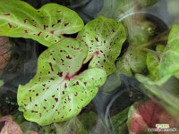 예쁜 칼라디움 다모였다 수경재배 무늬 실내식물 인테리어식물 : 공기정화식물 - 엑스플랜트