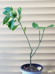 [참레몬 유레카레몬] J0180 -동일품 배송- 높이55cm 폭30cm : 공기정화식물 - 엑스플랜트
