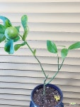 [참레몬 유레카레몬] J0180 -동일품 배송- 높이55cm 폭30cm : 공기정화식물 - 엑스플랜트