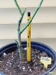 [참레몬 유레카레몬] J0180 -동일품 배송- 높이55cm 폭30cm : 공기정화식물 - 엑스플랜트