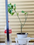 [참레몬 유레카레몬] J0180 -동일품 배송- 높이55cm 폭30cm : 공기정화식물 - 엑스플랜트