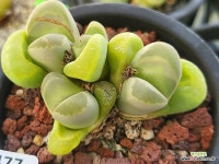 청루비 208-5477 : 리톱스 - 엑스플랜트