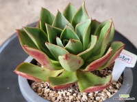 불카누스 : 다육식물 - 엑스플랜트