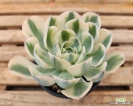 르노어딘(36) : 다육금 - 엑스플랜트