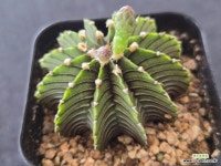 엘비 6-112 : 선인장 - 엑스플랜트