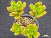 동금 자연군생 3-167 : 다육식물 - 엑스플랜트