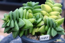 신동금1080 : 다육금 - 엑스플랜트